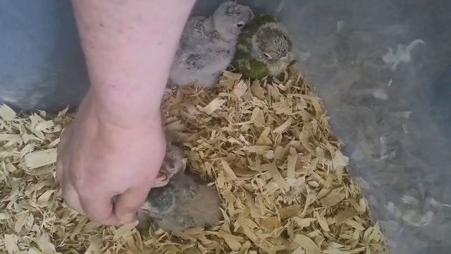 hand raised Quaker babies
