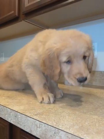 8 Week Old Female Golden Retriever