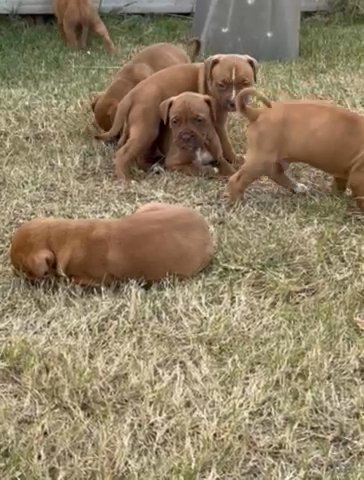 Mastiff / Pitbull Puppies