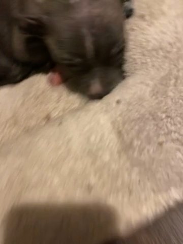 Pitbull Blue Nose Blue Eyes