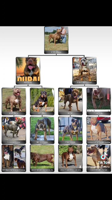 XL American Bully ABKC Ch puppies