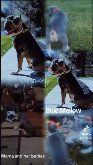 Xl American Bullies