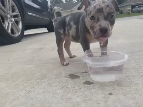 American Bully Pip