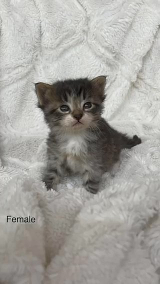 kittens