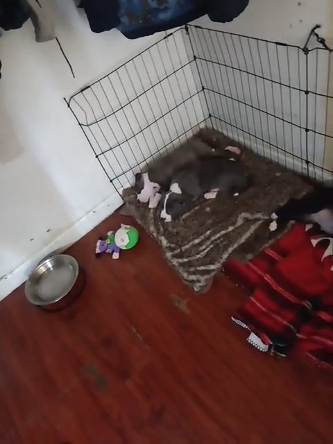 American bully puppi3s