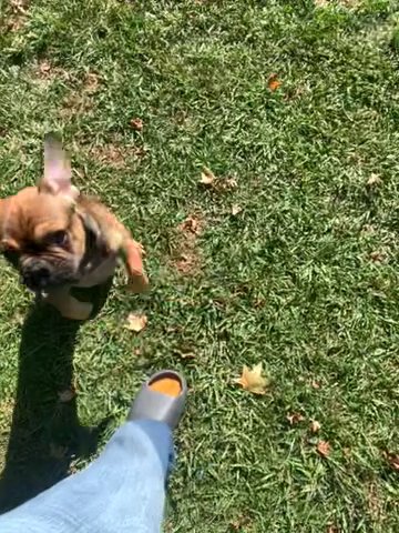 Another Beautiful French Bulldog