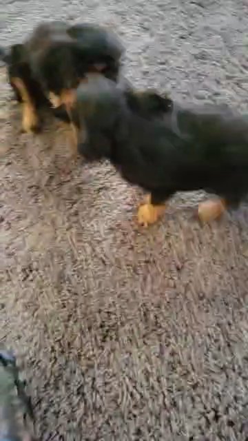 1 male left! Cavalier