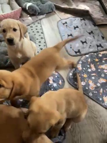 Goldador Puppies