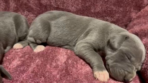 AKC Great Dane Puppies in St. Louis, Missouri