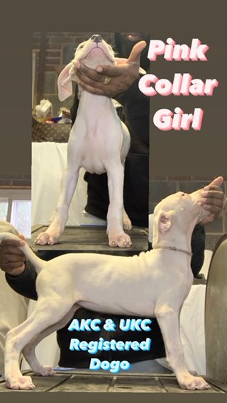 Beautiful Grand Champion Dogo Pup