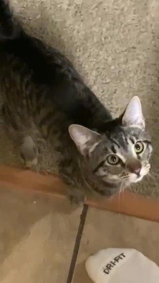 Little Cat