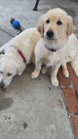 Golden Retriever’s