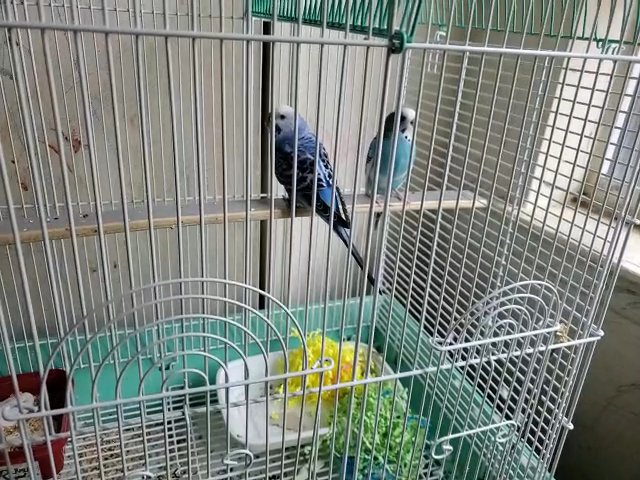 2 budgies for sale