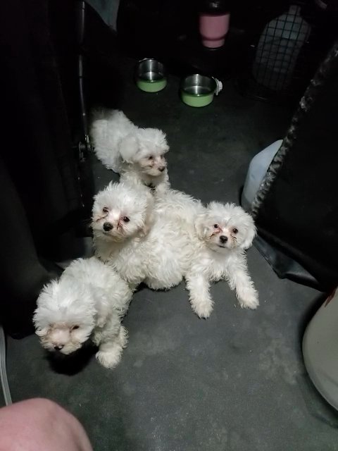 Bichon/Coton de Tulear/Maltese  Bichon Puppies 4 Female 1 male