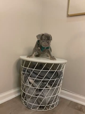 French Bull Dogs