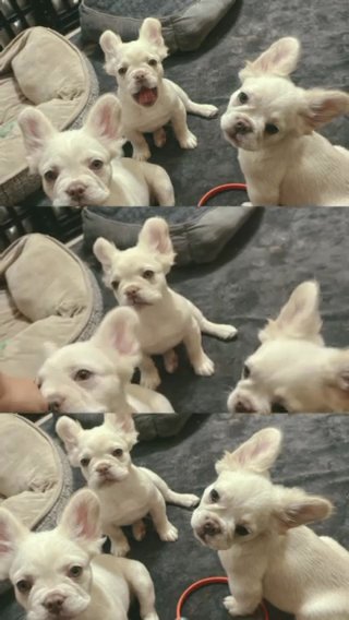 PLATINUM FLUFFY FRENCH BULLDOGS