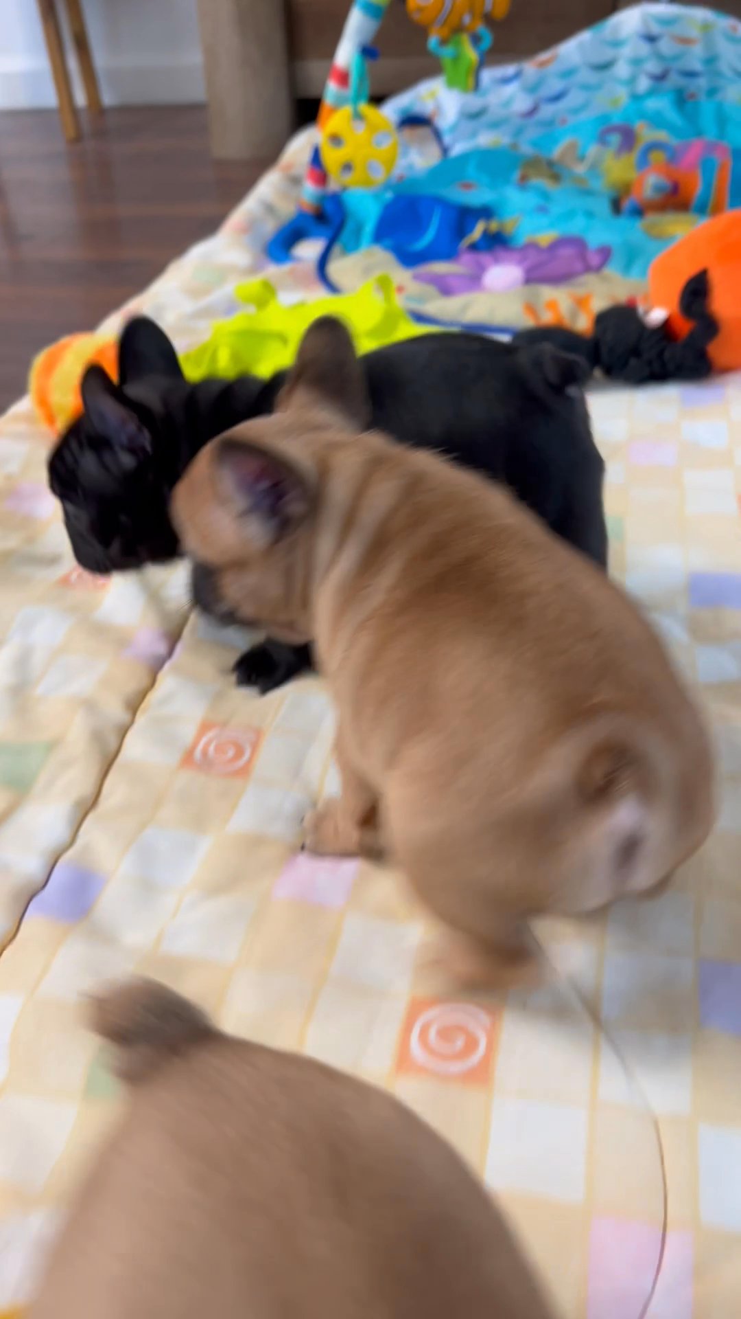 *CHAMPION BLOODLINE* Frenchie Male Pup - Espresso