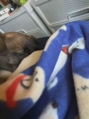 Free Puppy