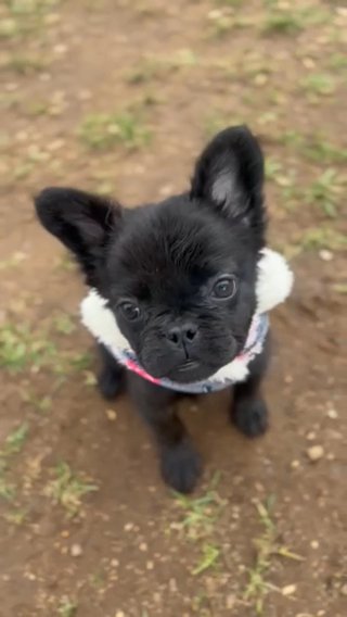Fluffy French Bulldog