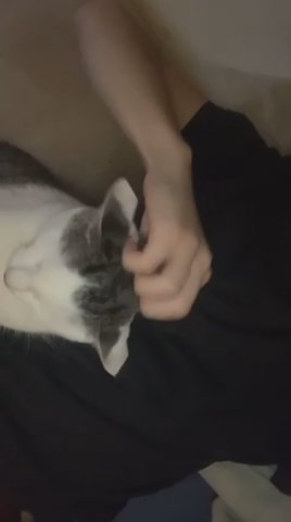 Male Cat Rocket