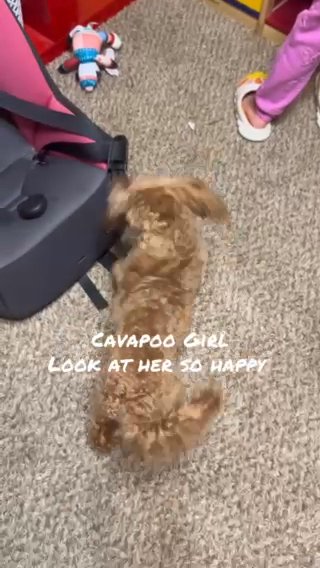 Cavapoo Girl in Houston, Texas