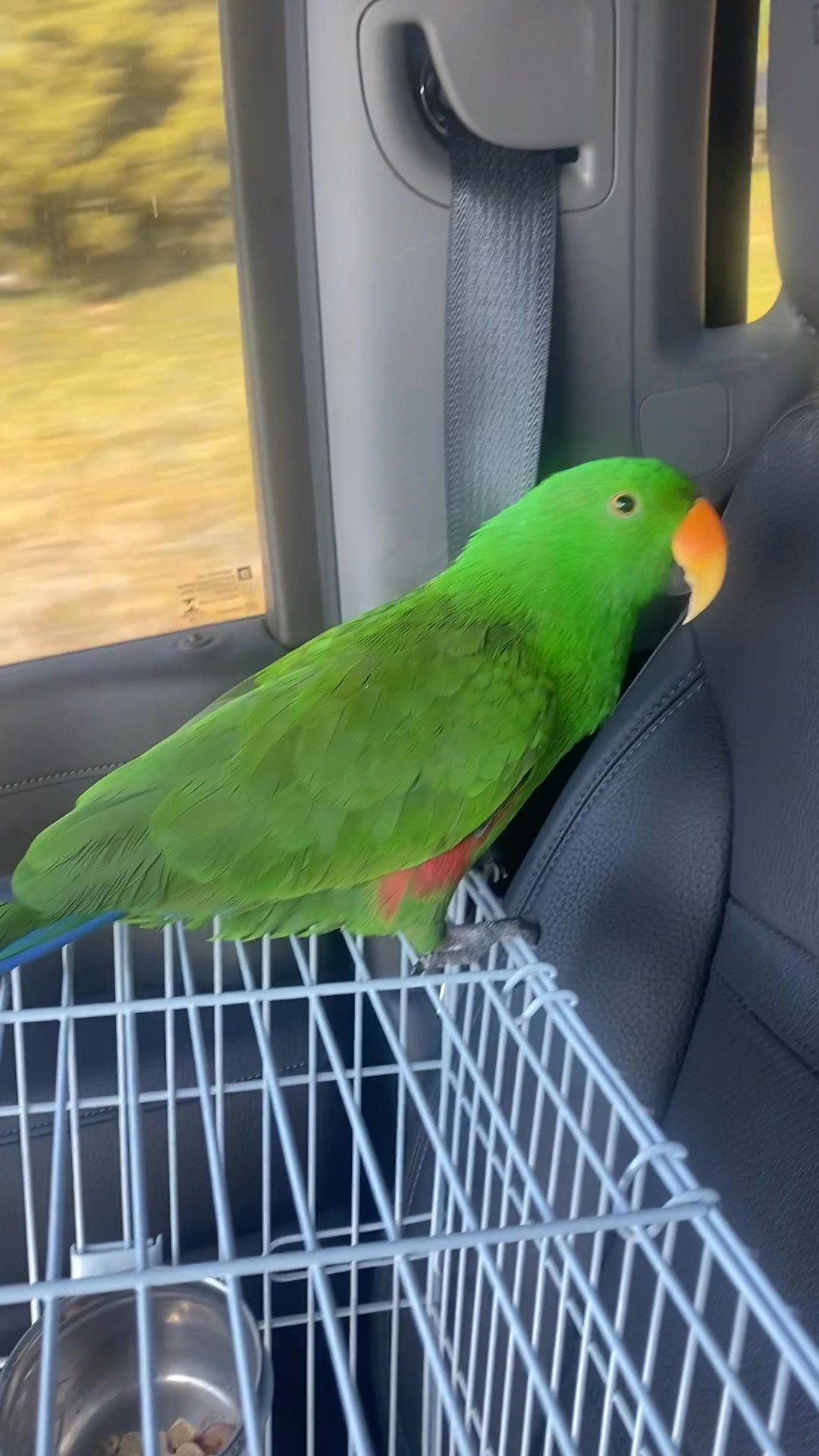 1 year old Male Eclectus Parrot for sale!