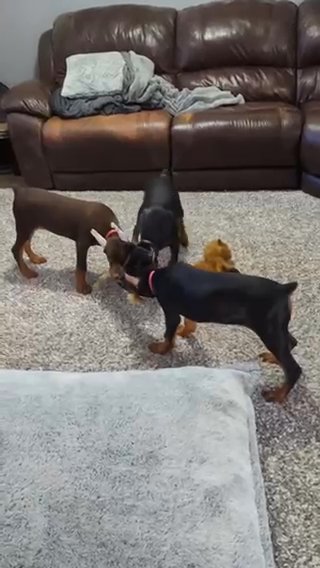 Doberman Puppies