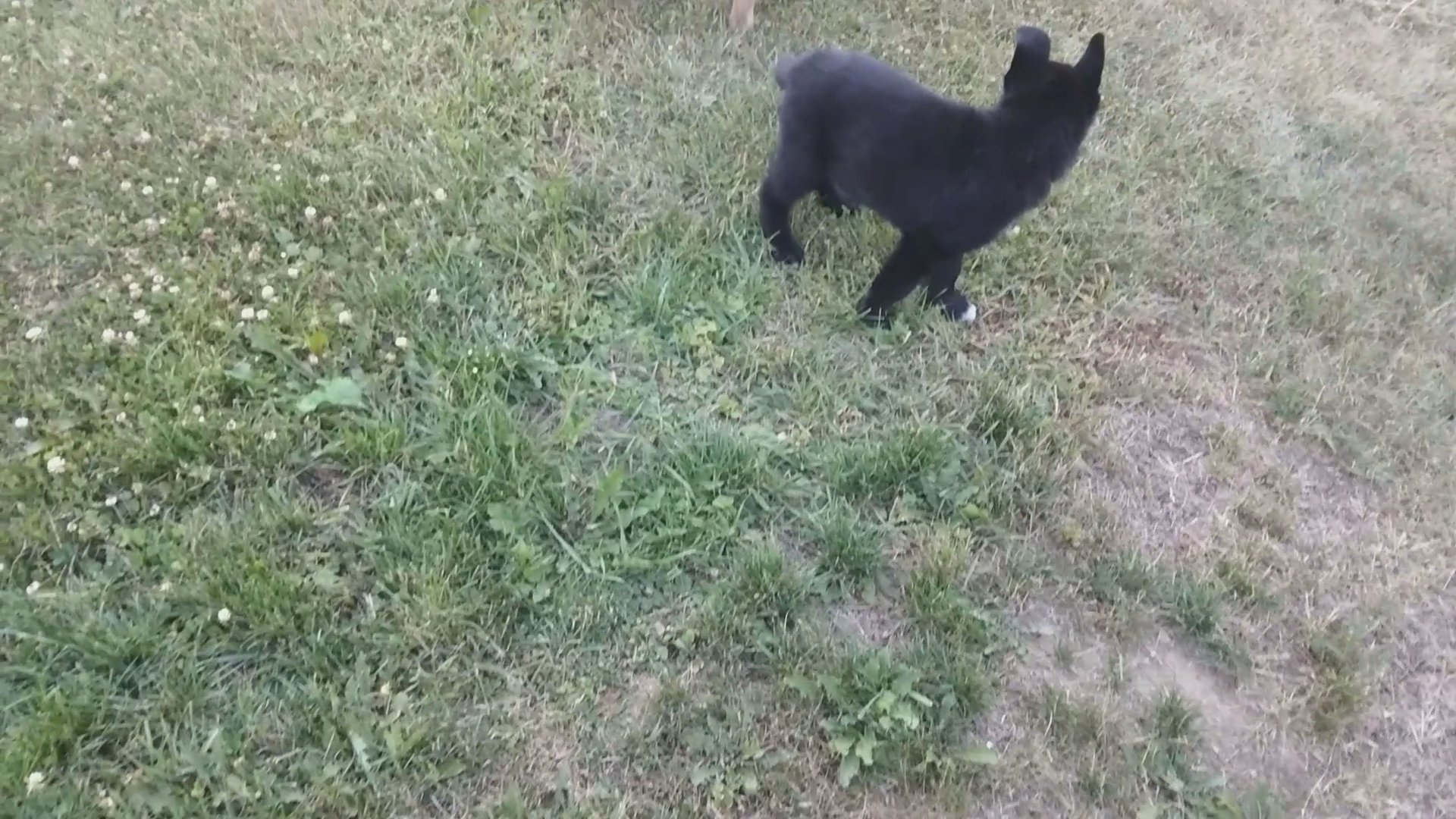 AKC German ShepherdsB
