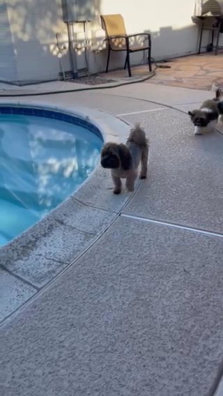 Adult Shih Tzu