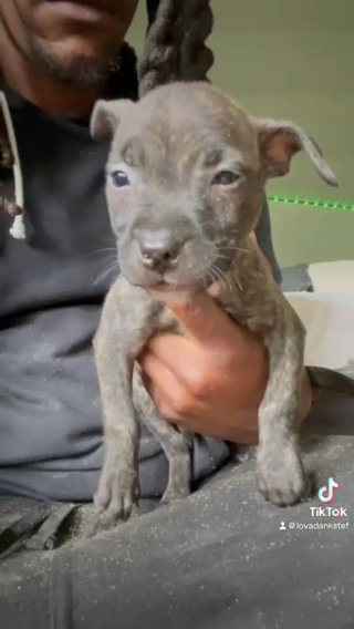 Pitbull Puppies