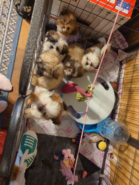 Shorkies ready to go to local homes.