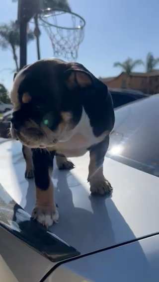 MJ - Micro Bully