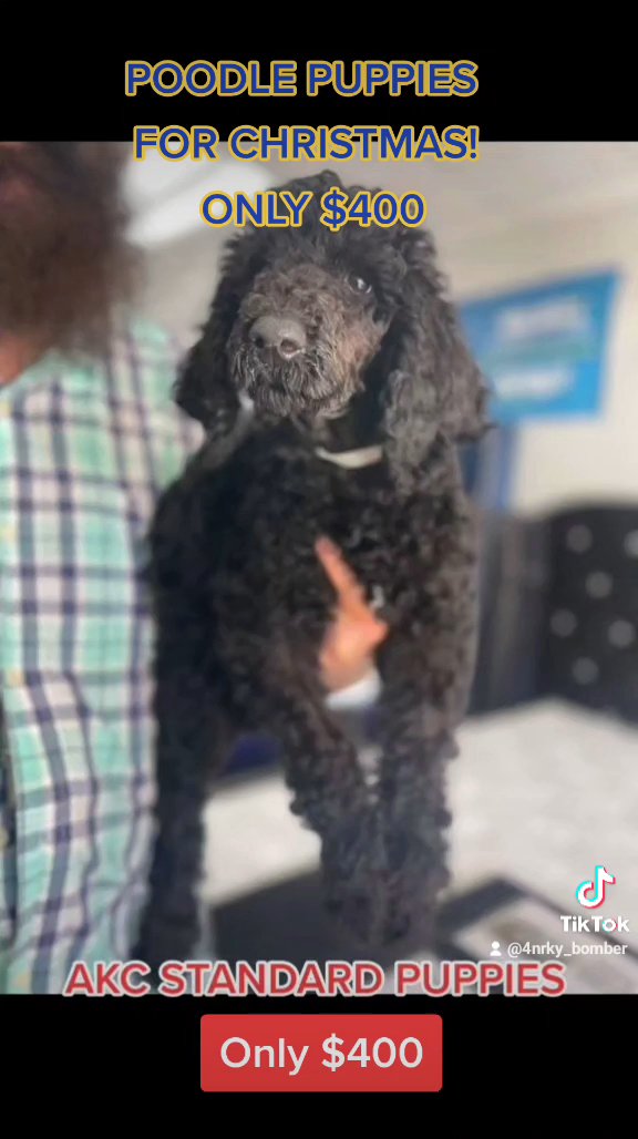 standard Poodle puppies