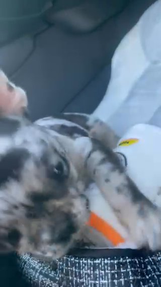 Black Merle Male