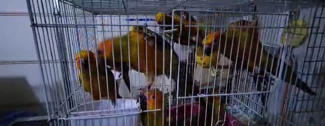 sun conure