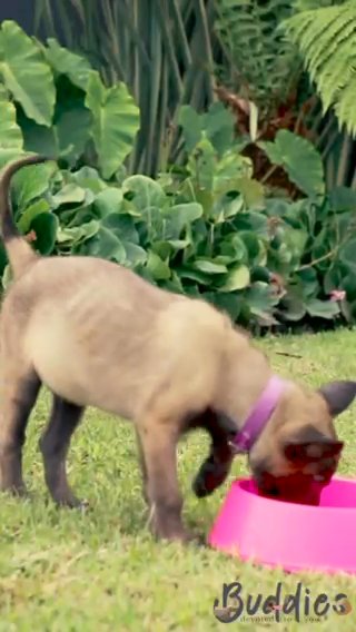 Belgian Malinois SERVICE DOGS