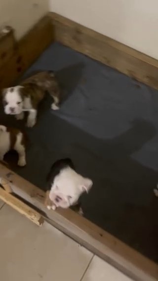 English Bulldog Puppy