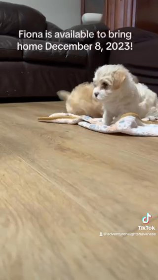 SOLD!! — Fiona — Golden Female Havanese With One White Toe Sock