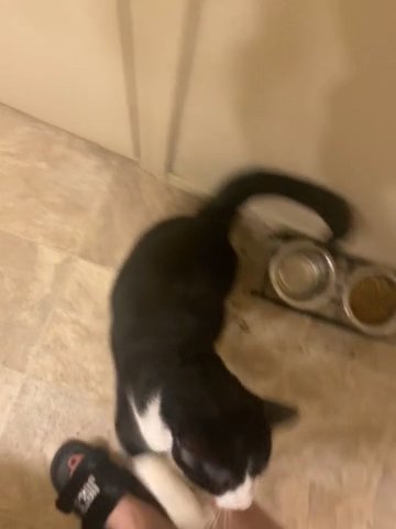 Tuxedo Cat