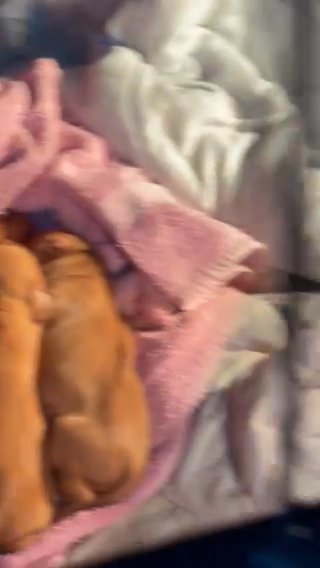 Puppies For Sale!!