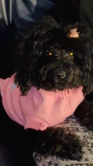 All Black Poodle