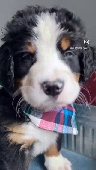 Akc Bernese Mountain Dog Comet