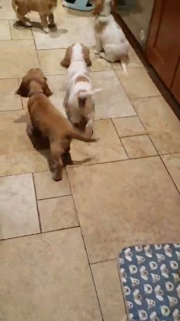 Cocker Spaniel Puppies