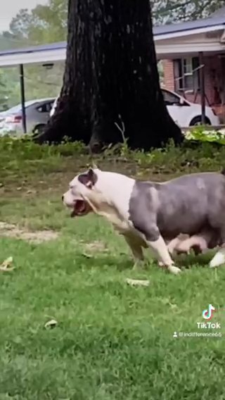 Pickle Rick X Nipsey Puppies ( XL Bullies )