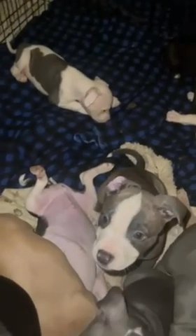 9 Week Adorable Staffordshire Terriers Available