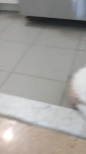 Koko Shih-Mo puppy (make An Offer)
