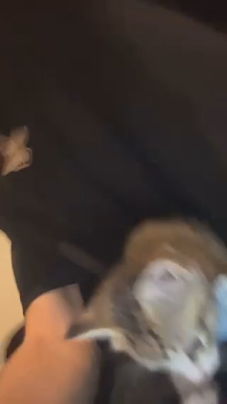 3week Old Kitten For Sale