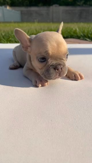 French Bulldog Female 11 Weeks Old