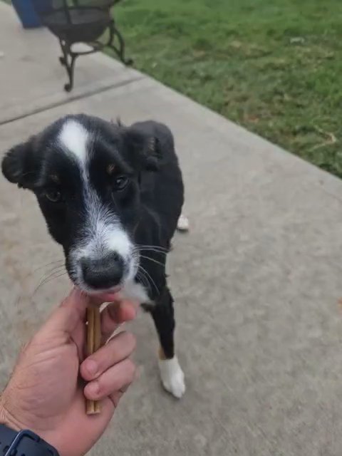 Twin Miniature American Shepherds