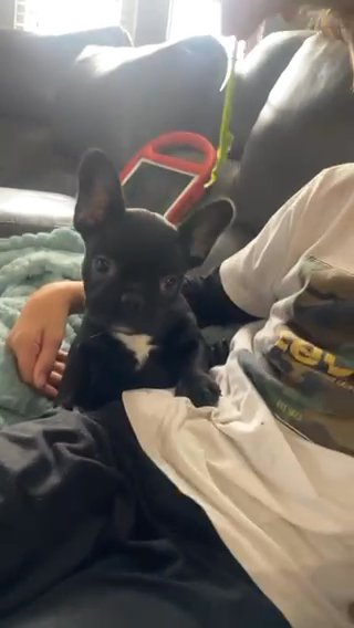 Female Frenchie